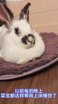 甜心兔最初爆料出来的视频,幕后真相大起底  第3张